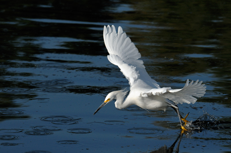 Snowy Egret fishing