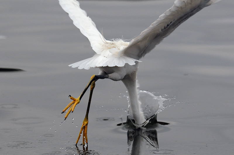 Snowy Egret fishing in flight, dips its head underwater