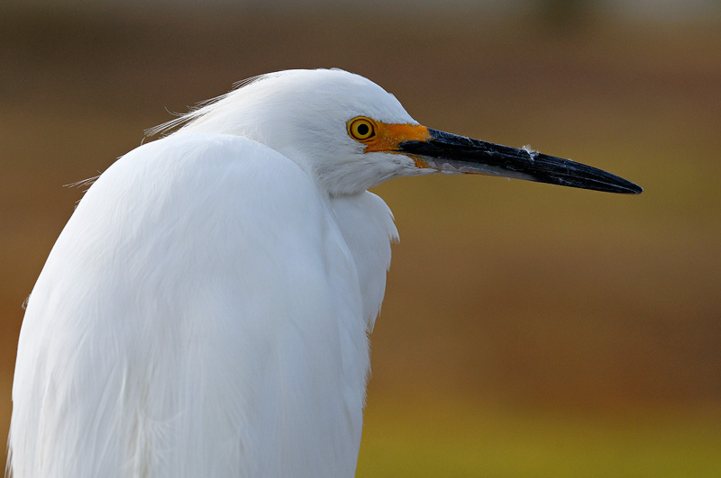 Snowy Egret portrait in fall colors