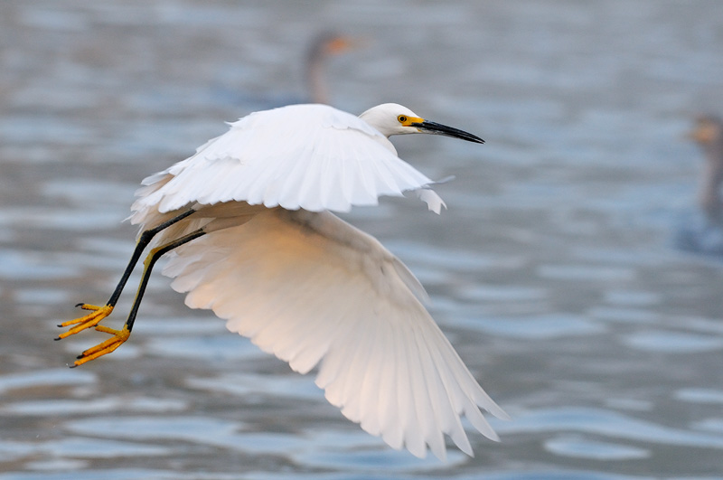 White Snowy Egret in flight with sunrise light under the wings