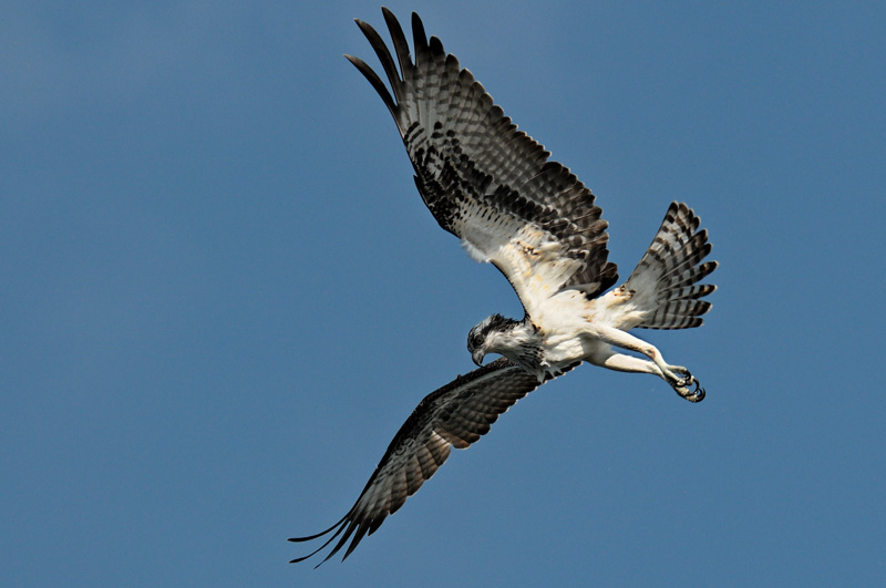Osprey about to dive with wings spread wide