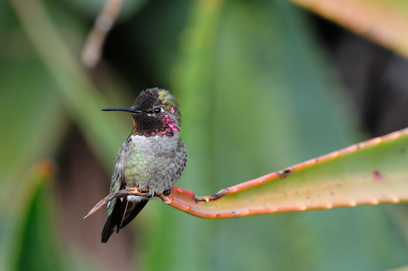 Anna's Hummingbird on his perch