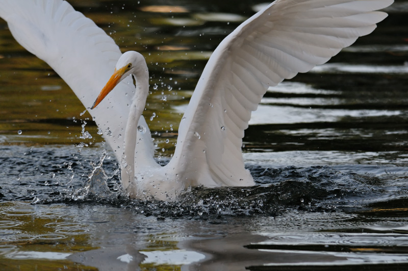 Great Egret splashing water
