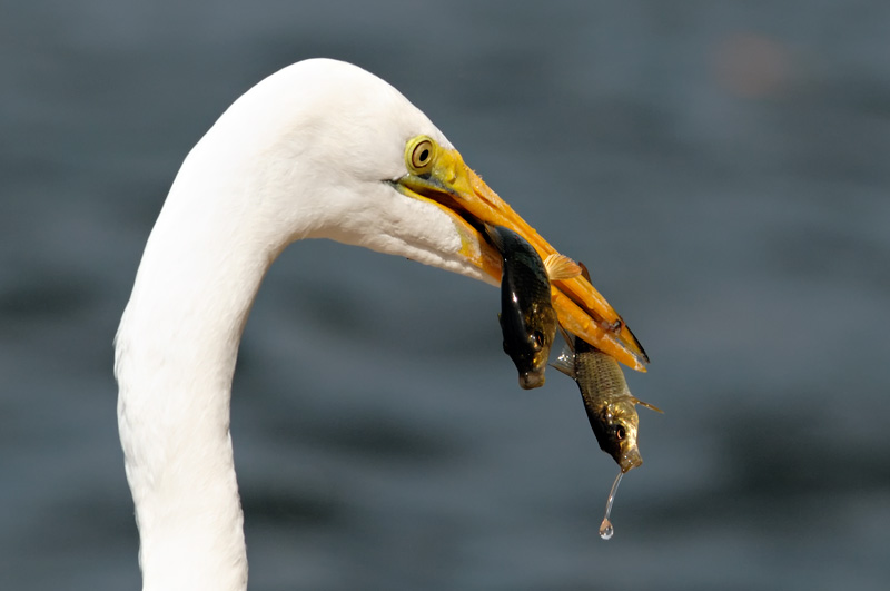 Great Egret caught two fish at the same time, a talented bird!