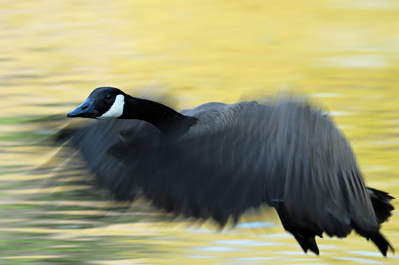 Canada Goose taking off with a nice blur of motion in its wings