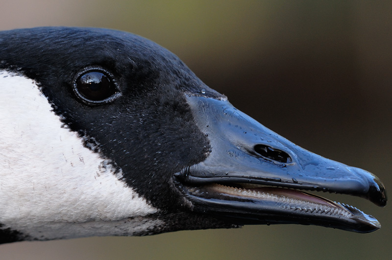 Canada Goose portrait with sunset reflection in its eye