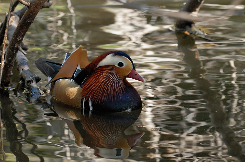 Mandarin duck swimming in a swamp