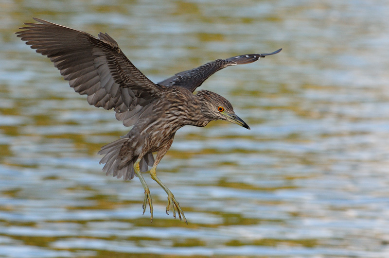 Young Night Heron about to land