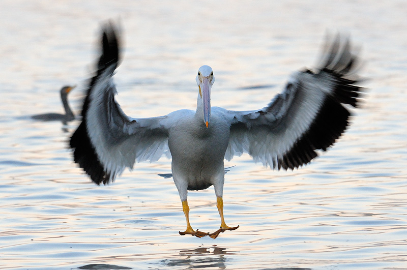 American White Pelican landing on water at dawn