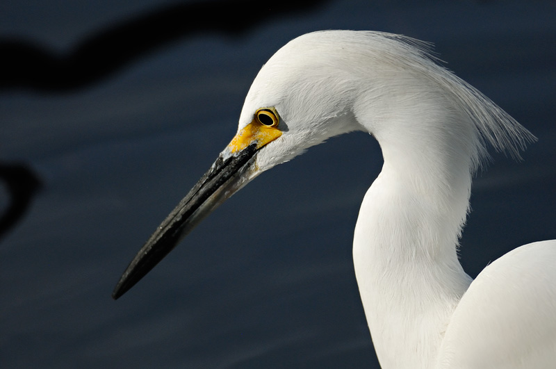 Snowy Egret concentating on finding a fish