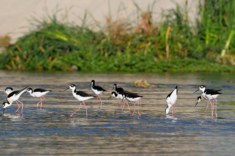 Black-necked Stilts foraging along the L.A. River
