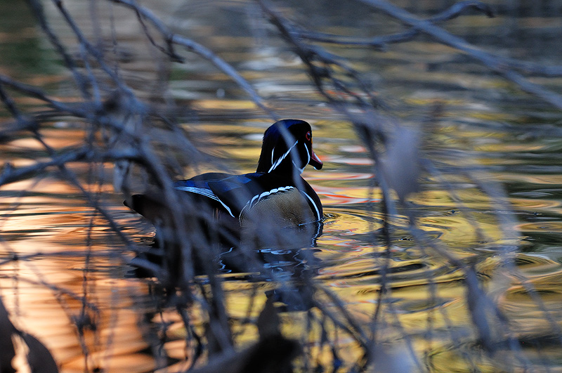 Male Wood duck swimming back into the woods
