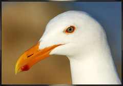Gull photography