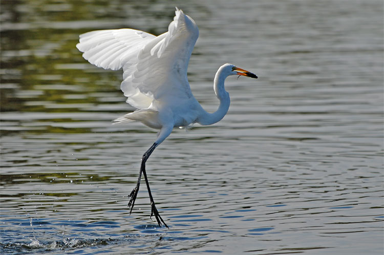 Great Egret dancing on water