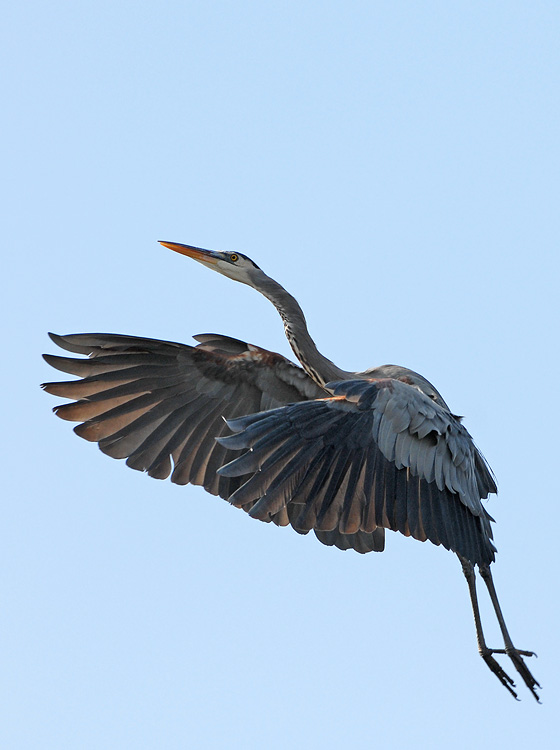 Great Blue Heron showing off its wings while dancing in flight