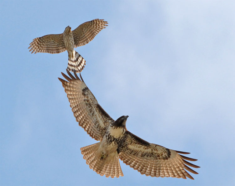 sharp-shinned hawk and a red-shouldered hawk flying above my backyard