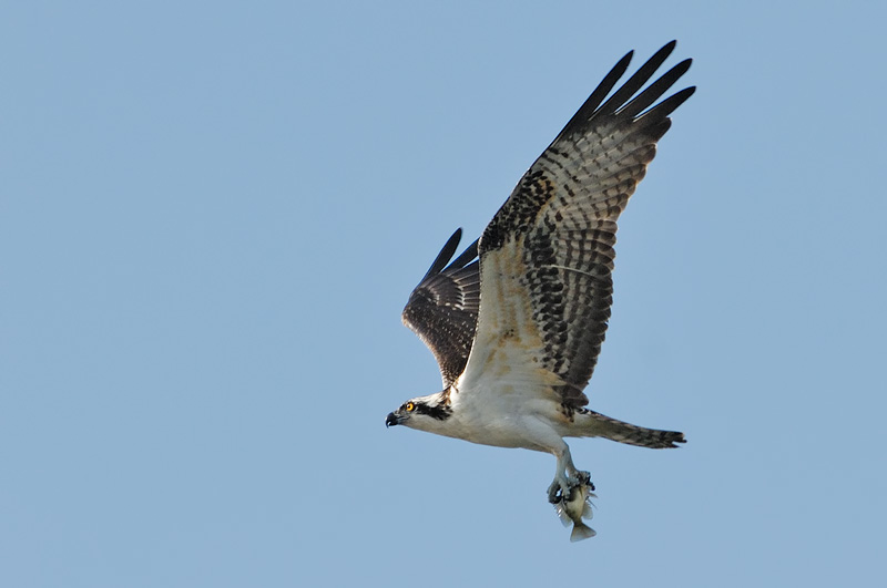 Osprey in flight with a fish