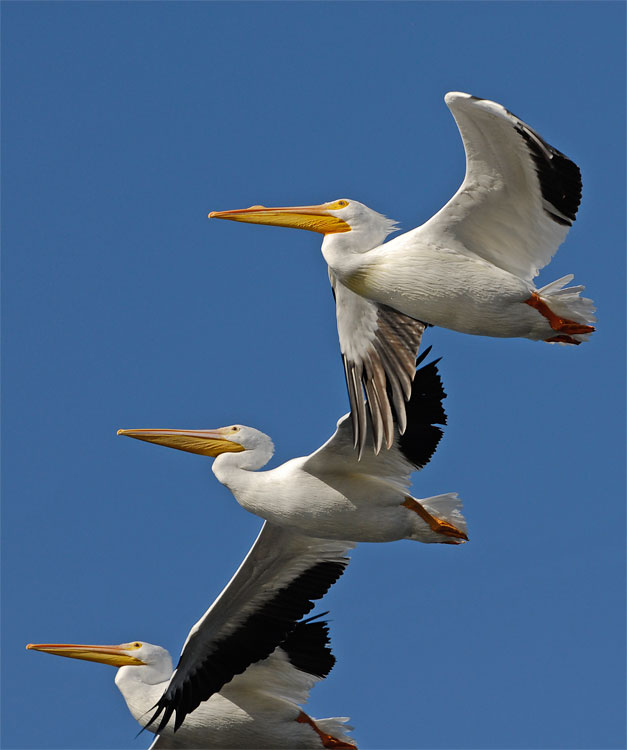 https://www.grahamowengallery.com/photography/birds/White-Pelicans-3.jpg