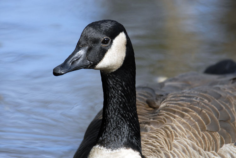 very close up view of a Canada Goose