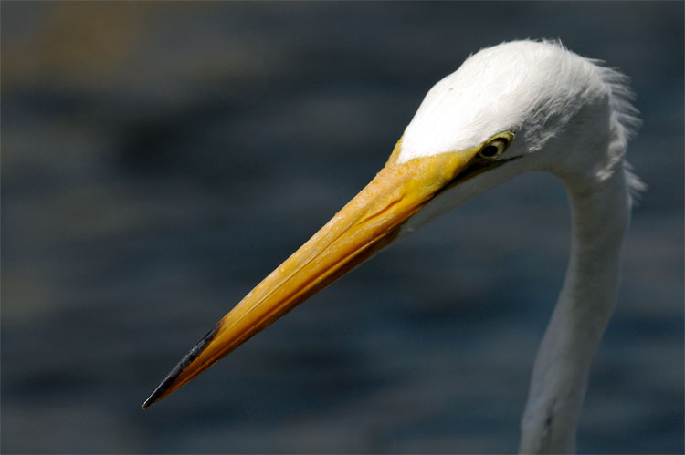 Great Egret focused and determined to catch a fish