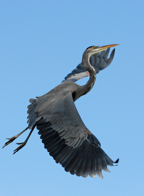 Great Blue heron dancing in air enjoying life