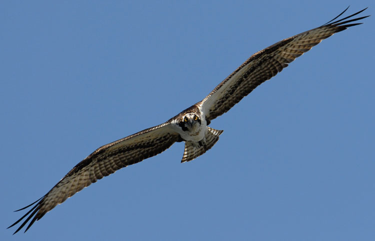 Front view of an osprey in flight
