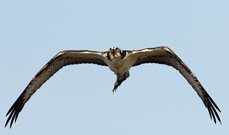 osprey with a fish