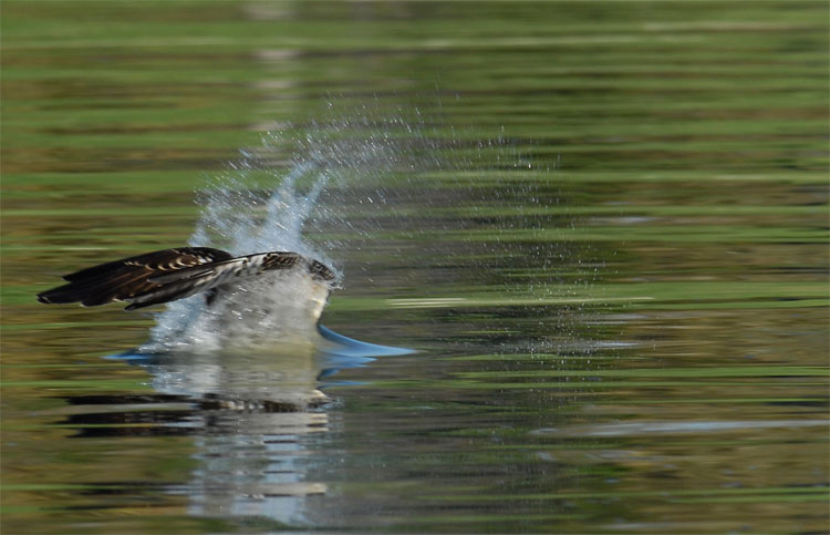 Osprey diving into a lake grabbing a fish for lunch