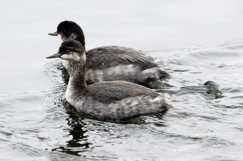 Three Grebes
