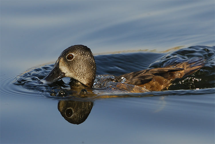 female Ring-Necked Duck swimming in the Los Angeles river