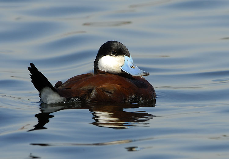 Ruddy Duck proudly displays its blue bill
