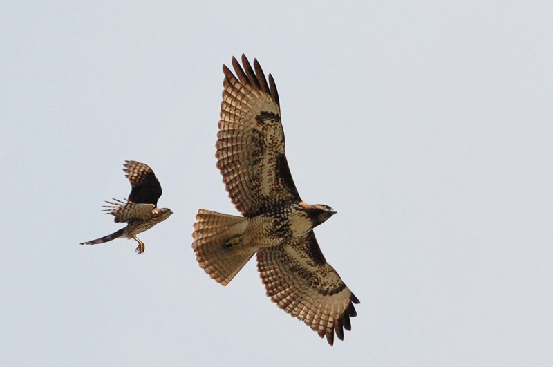 smaller Sharp-shinned hawk swoops down upon the larger Red-shouldered hawk