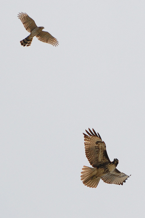 Hawks staring each other down, before parting ways