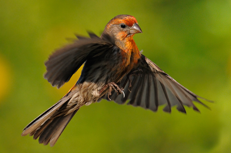 House Finch in flight