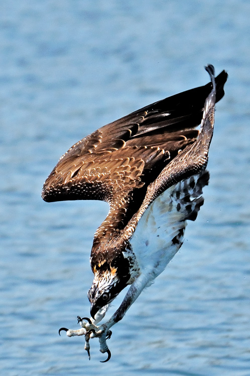 Osprey fishing, with talons ready