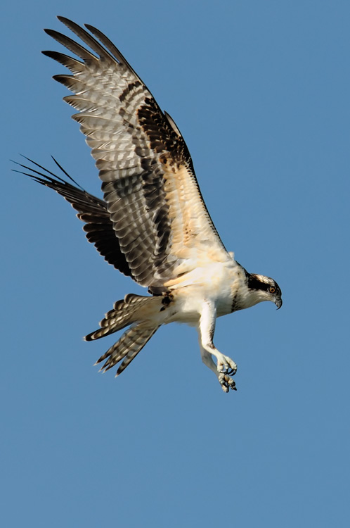 Osprey with beautiful wings