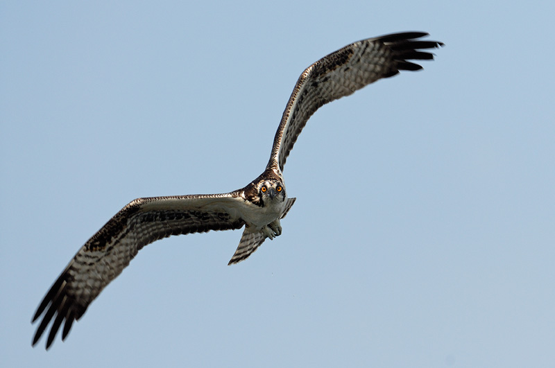 Osprey stare down