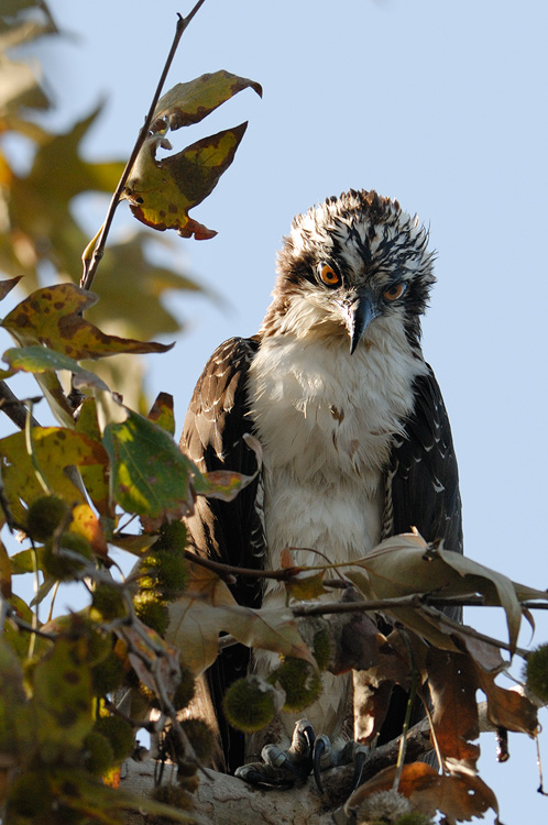 Osprey in a tree about to dive