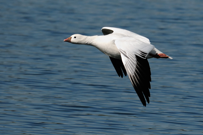 Ross Goose in flight