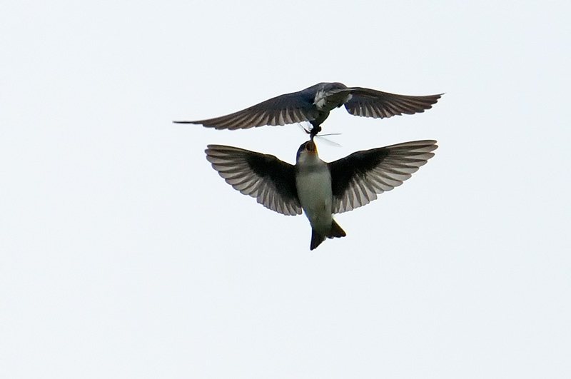swallow in flight feeding a dragonfly to its mate