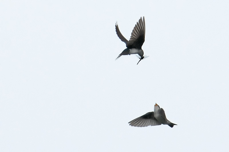 A pair of Tree Swallows, with a dragonfly