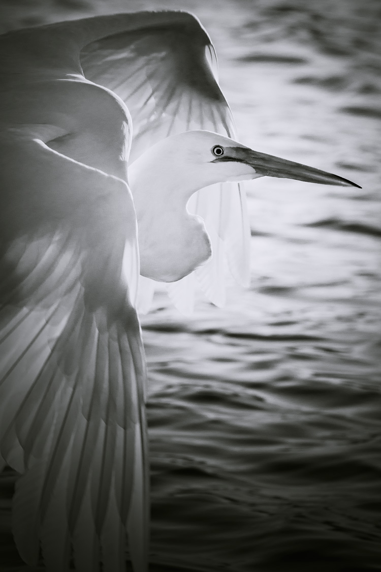 I love photographing birds in flight, and one of my favorite subjects is Great Egrets in flight, at sunset.