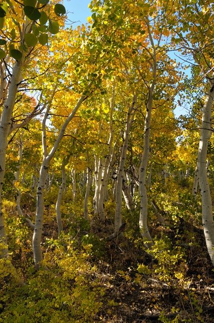 Sierra fall aspen grove