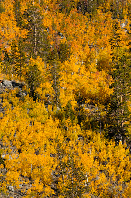 gorgeous aspen trees
