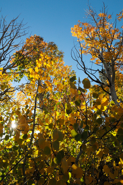 backlit aspen trees at sunrise