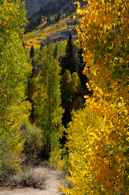 trail leading into sierra aspens