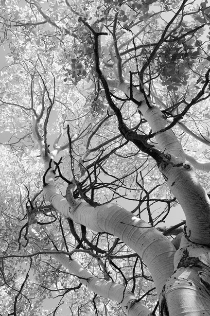 aspen tree in black and white