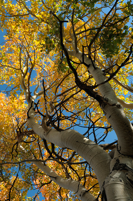 interesting aspen tree