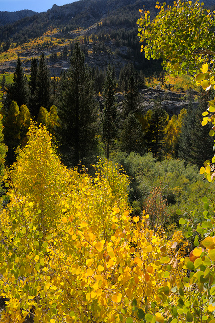 backlit aspens glowing with color