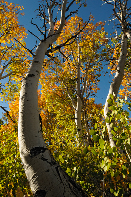 old bent aspens frame a vibrant tree